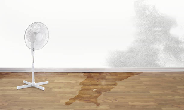 Best Mold removal after water damage  in Sag Harbor, NY